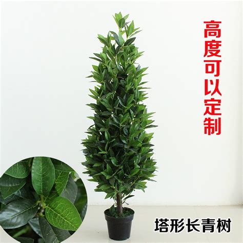 長青樹植物